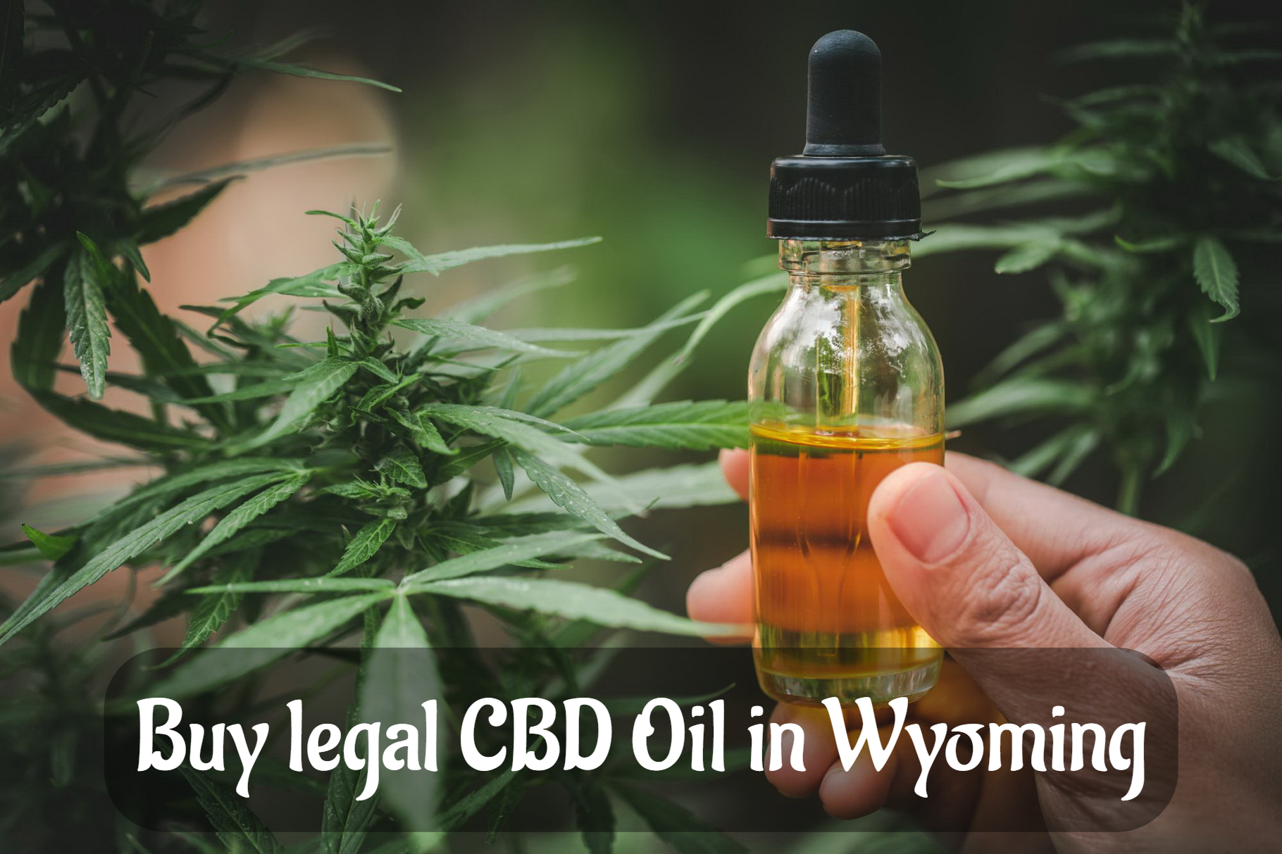 Buy legal CBD Oil in Wyoming